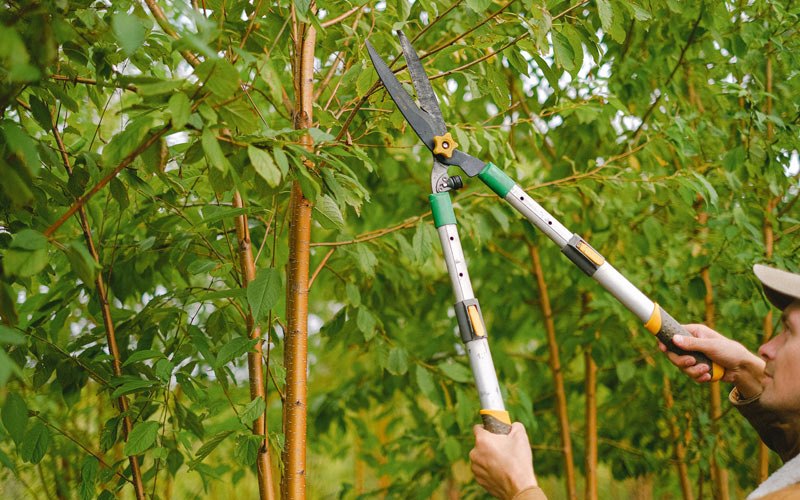 Tree trimming in Williamson, NY